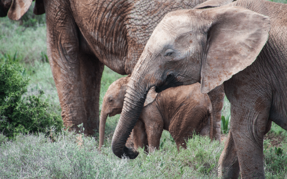 Elephants in the Port Elizabeth Coach Charter Locations in the Eastern Cape